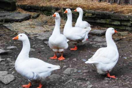 Gänse auf dem Mühlenpflaster vor den Schweineställen