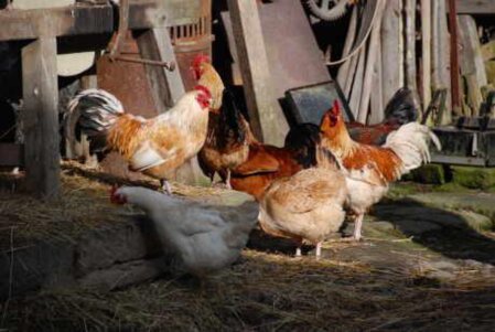Hühner im Morgenlicht vor den Schweineställen