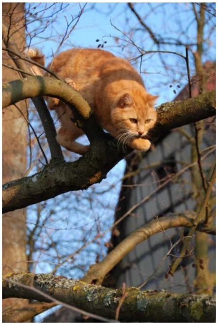 Ein Kater jagt vom Baum herab