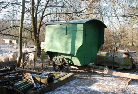 Der Schäferkarren hinter der Mühle. Daneben warten die Schafe.