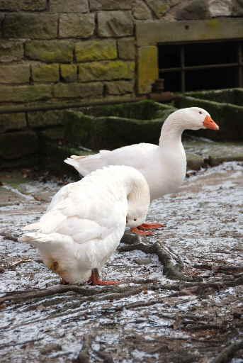 Gänse im Innenhof auf einem leicht mit Schnee bestäubten Boden