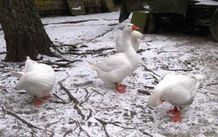 Gänse im leicht mit Schnee bedeckten Innenhof