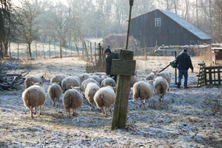 Schafe folgen dem Bauern über eine mit Schnee bestäubte Wiese. Im Hintergrund steht eine hölzerne Feldscheune.