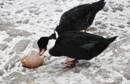schwarze Enten nagen an einem auf schneebedeckten Pflaster liegendem Brotlaib