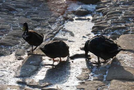 Enten versuchen aus einer zugefrorenen Pfütze zu trinken