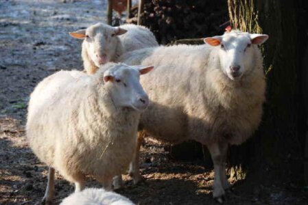 Schafe wärmen sich im Licht der Sonne 